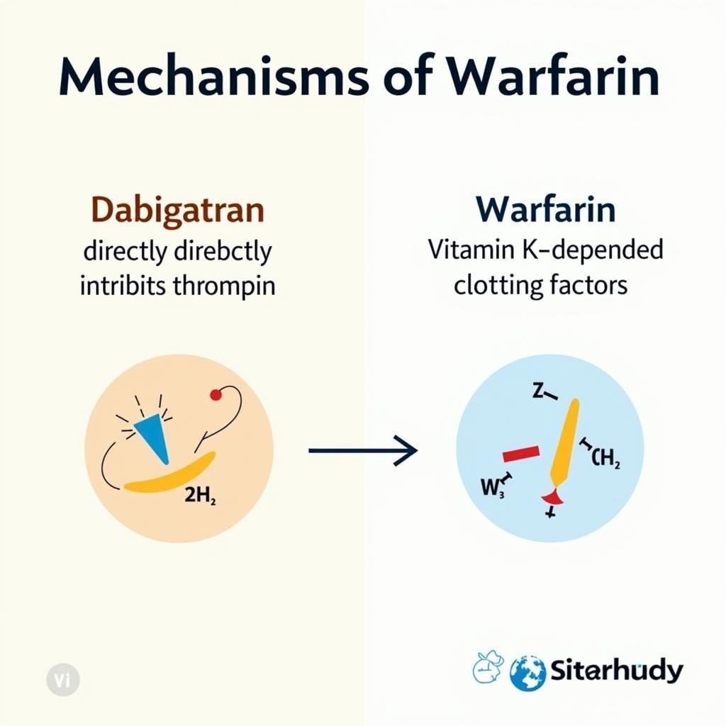 Cơ chế hoạt động của Dabigatran và Warfarin